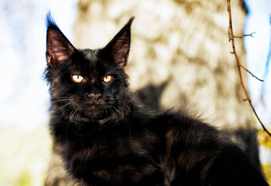 Comment bien élever son chat de race Maine coon black smoke